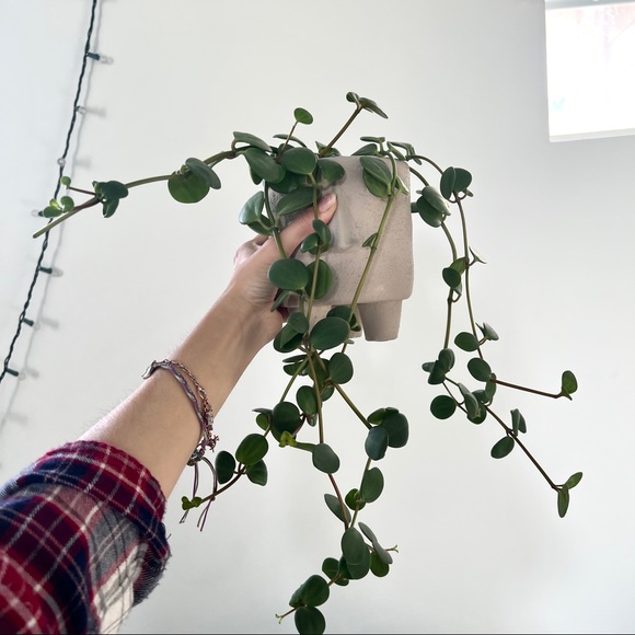 Vining plants bundle (peperomia hope, philo Brasil, marble queen, cebu blue) - Picture 2 of 5